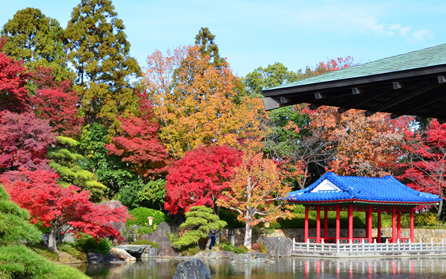 堺市の紅葉スポットの見どころを知ってもっと秋を楽しもう。