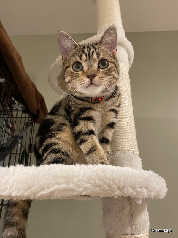 キャットタワーの画像