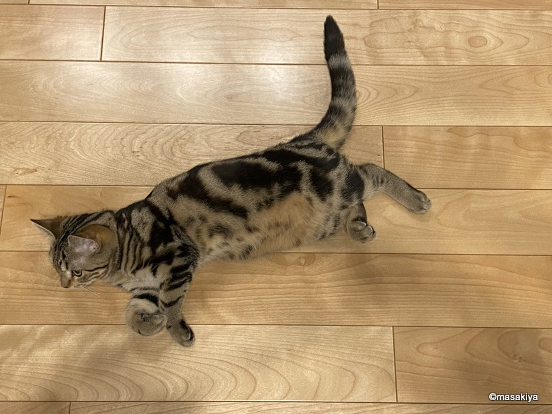 出勤前のお仕事の画像