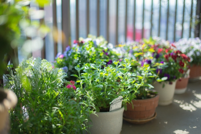 葛飾区でベランダガーデニングを楽しもう！おすすめの花屋2選！の画像