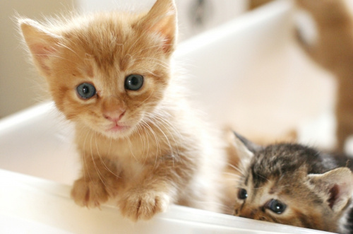 仔イヌと仔ネコ専門店「きくちペット湘南平塚店」