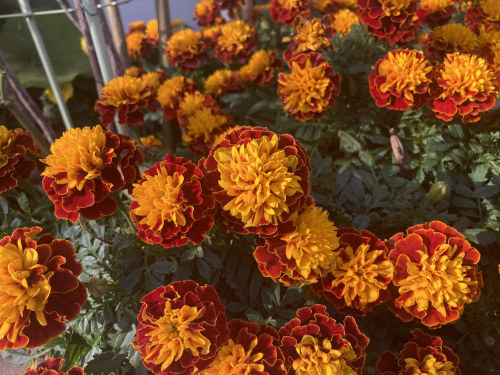 麦わらの・・・の画像