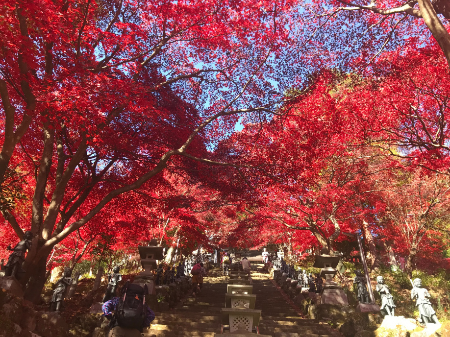 ～スタッフの日常～ 　紅葉体験の画像