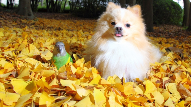 ペット不可の物件でインコは飼える？　日高市高麗川駅前不動産賃貸コラムの画像