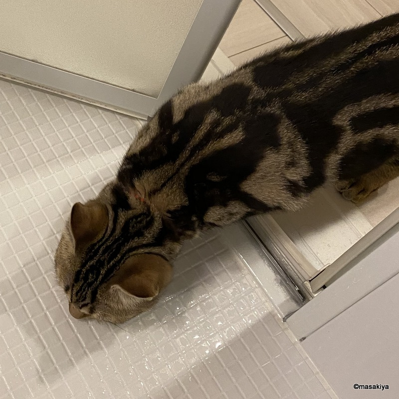 お風呂の画像