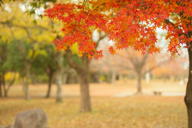 おすすめ・山形市の紅葉が見ごろの名所紹介の画像