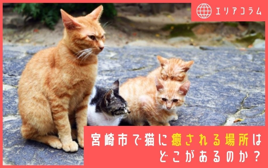 宮崎市で猫に癒される場所はどこがあるのか?|宮崎市で賃貸アパートを