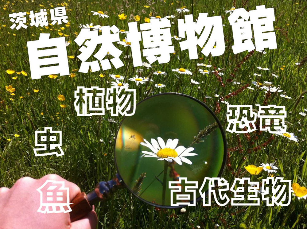 １２月３日：茨城県自然博物館の画像