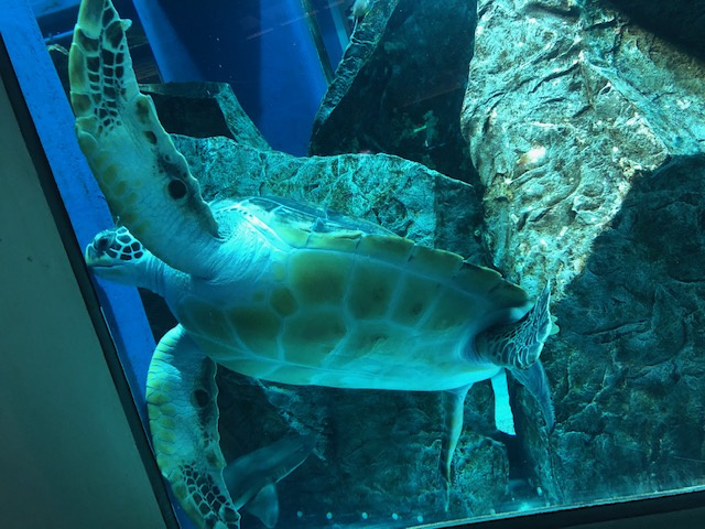 ~スタッフの日常~の画像