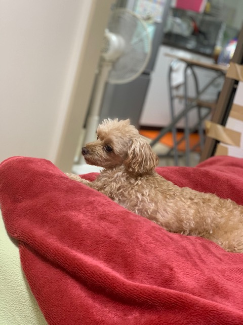 入社致しました！！の画像