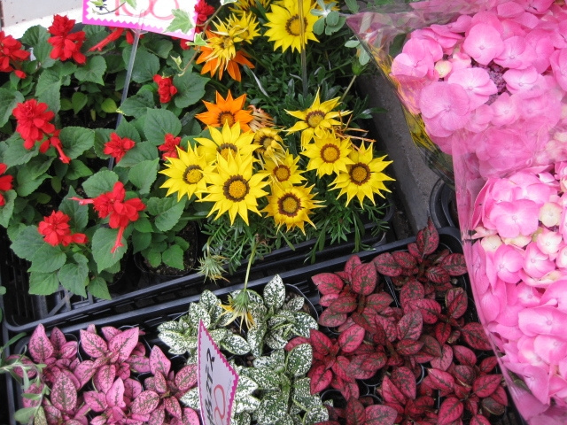 貝塚市でベランダガーデニングにおすすめの花屋：川岸生花店