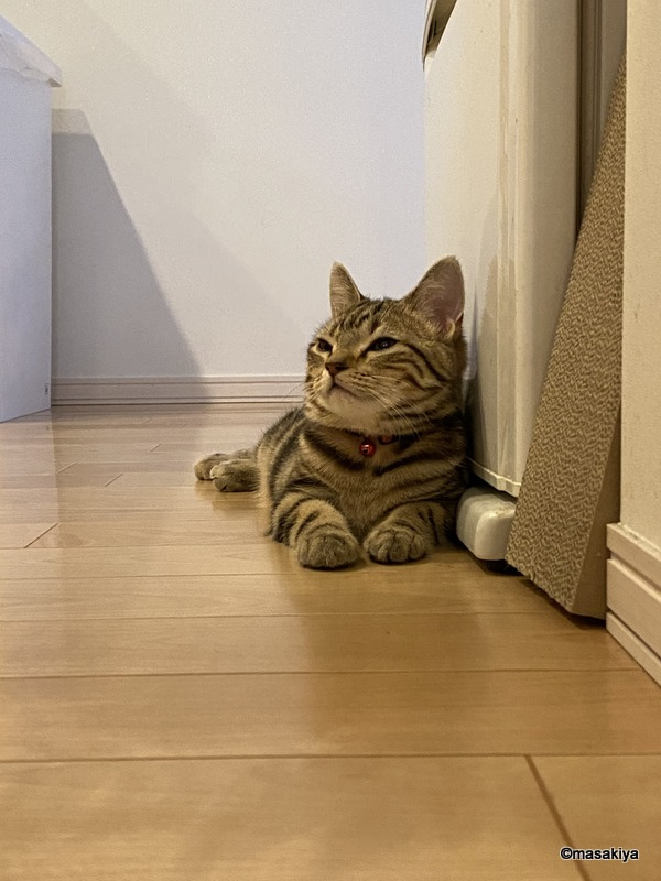 端っこの画像