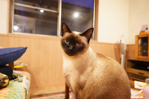 良いも悪いもないブログ。の画像