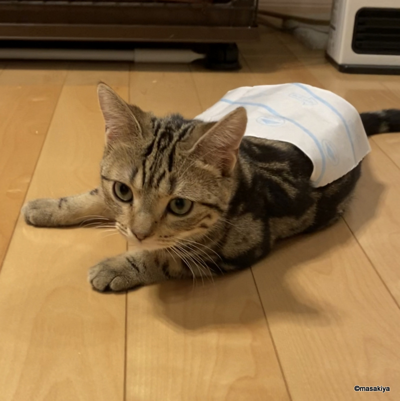 コロコロの画像