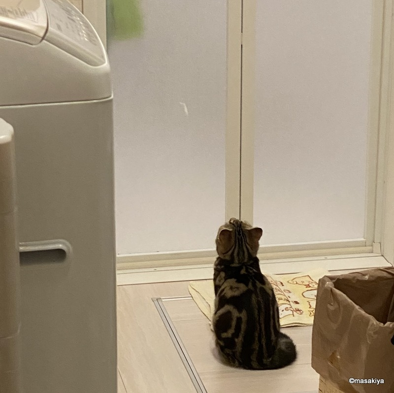出待ちの画像