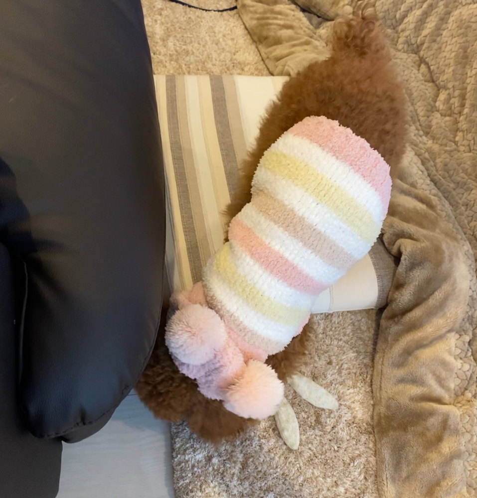 ペットと一緒に暮らしたい！！の画像
