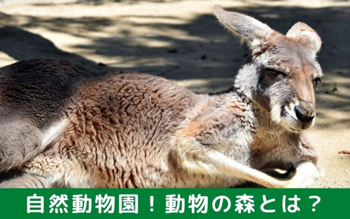福岡市東区の海の中道海浜公園にある自然動物園！動物の森とは？
