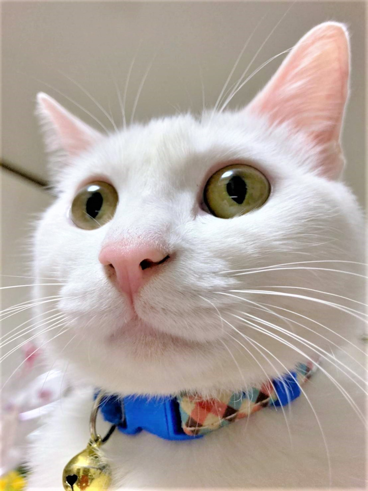 猫で優勝しようの画像