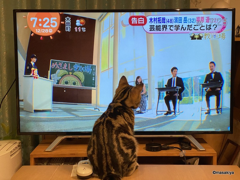悪いネコの画像