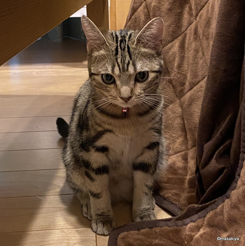本年もよろしくお願い申し上げます。の画像
