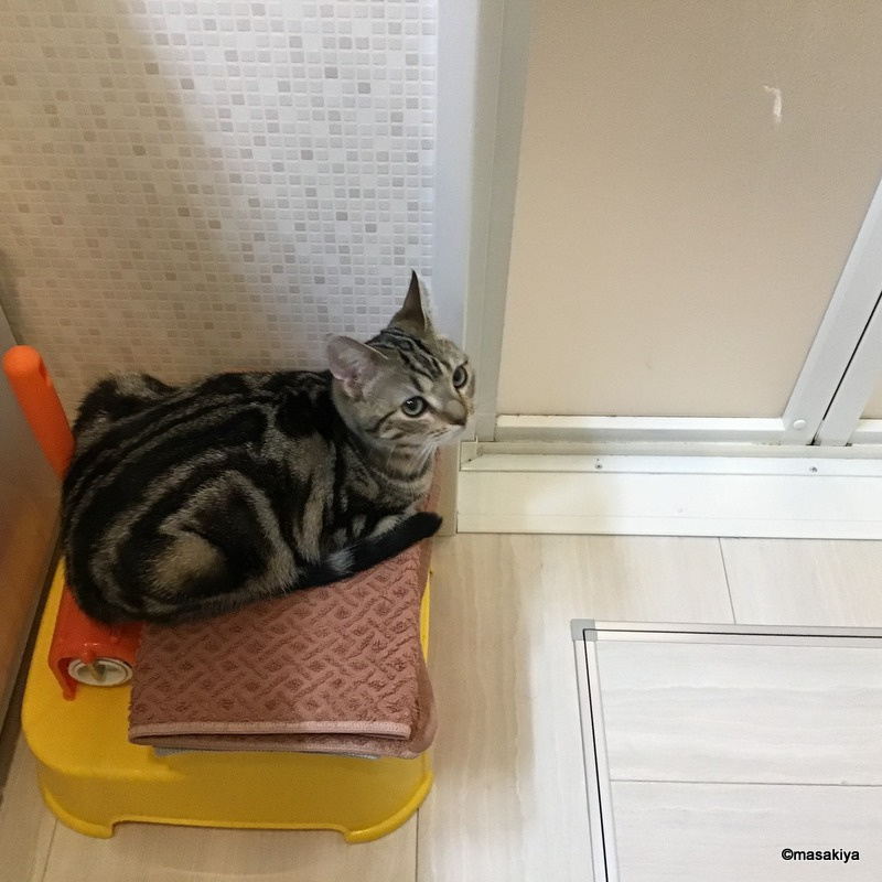 お風呂待ちの画像