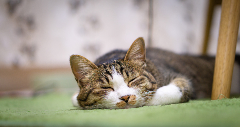 名古屋の賃貸物件でペットを飼う家庭が急増中ってほんと？の画像