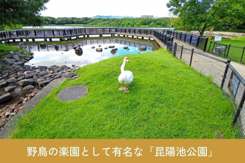 野鳥の楽園として有名な「昆陽池公園」