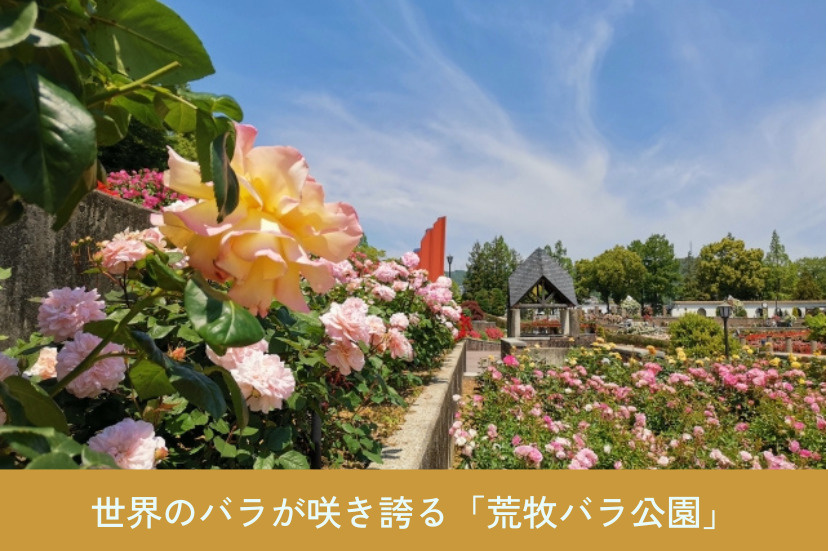世界のバラが咲き誇る「荒牧バラ公園」