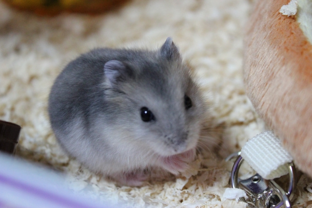 賃貸物件でペットを飼ってはいけない理由とは！小動物だったら飼ってもいいの？の画像
