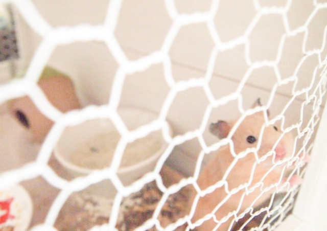 ひとり暮らしでも飼いやすいおすすめペットと飼い方の注意点の画像