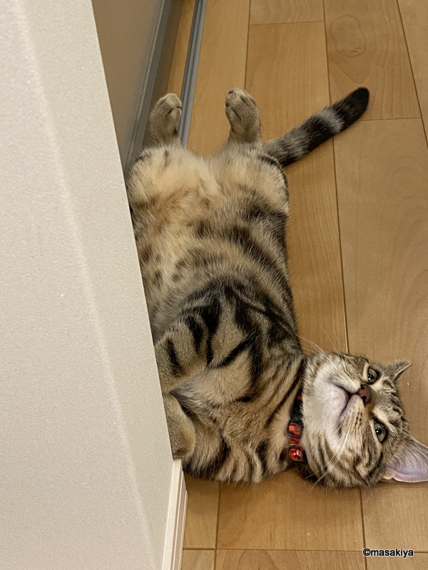 足の向きの画像