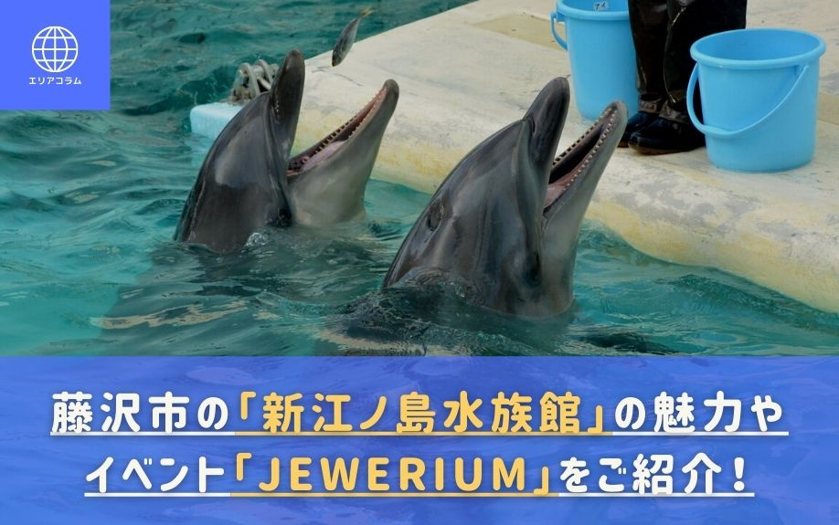 藤沢市の「新江ノ島水族館」の魅力やイベント「Jewerium」をご紹介！の画像