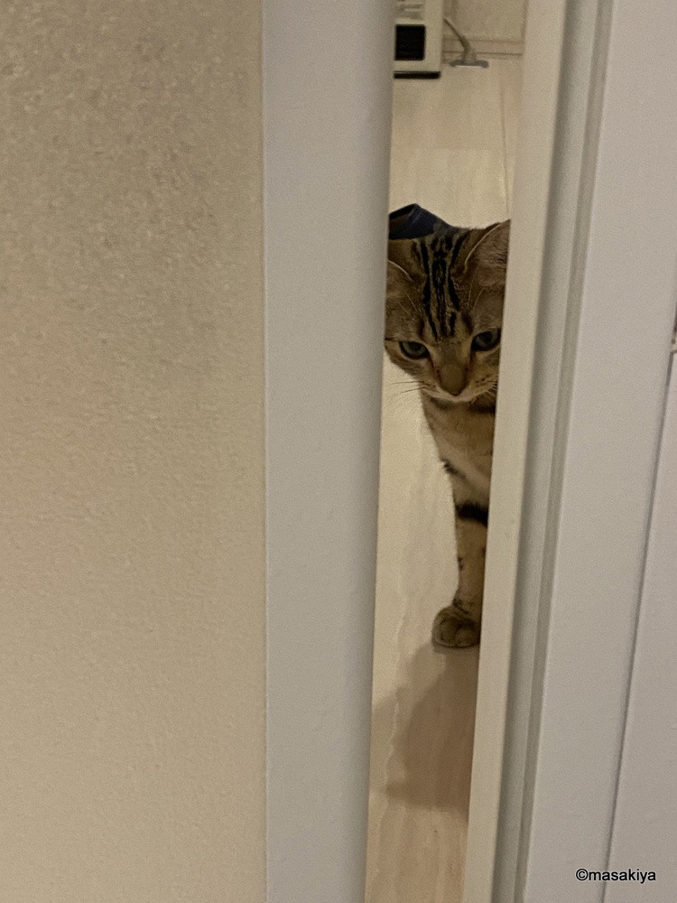 監視の画像