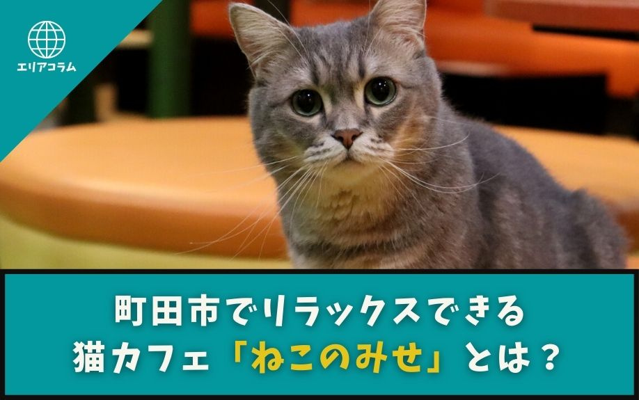町田市でリラックスできる猫カフェ「ねこのみせ」とは？の画像