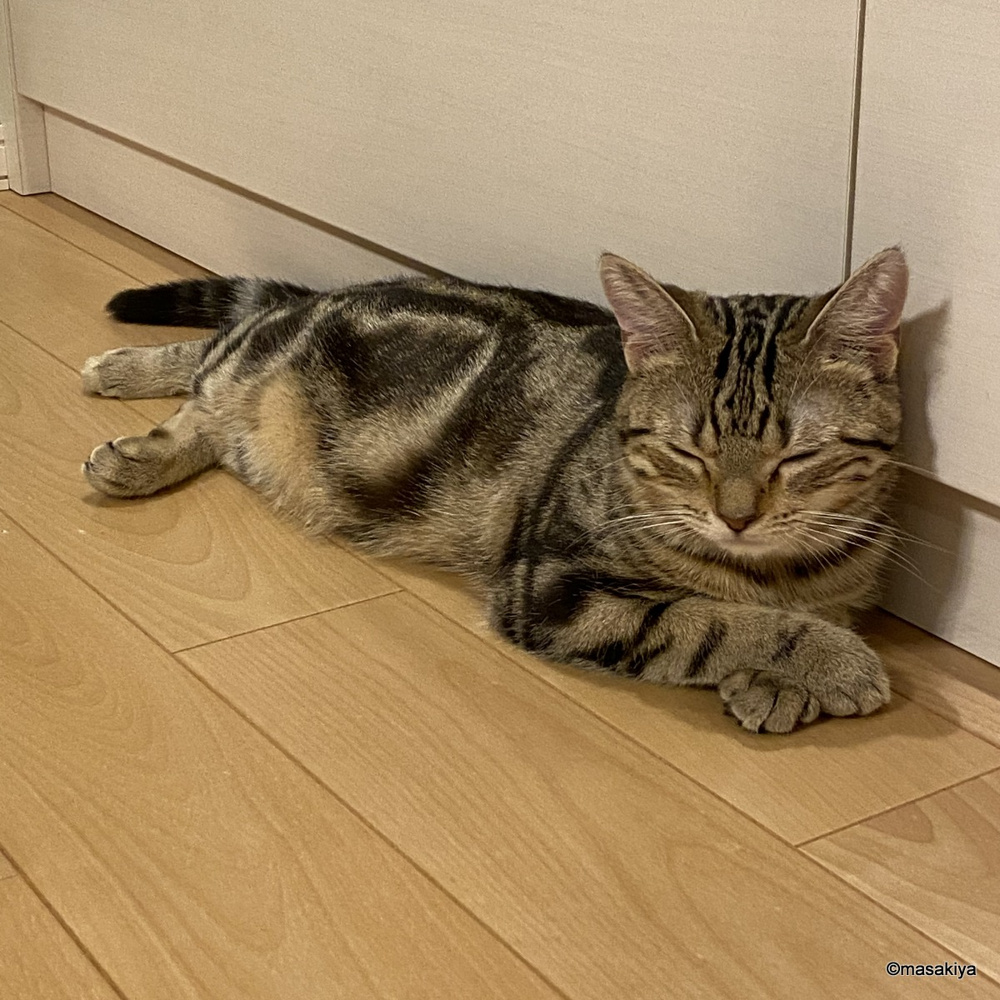 ネコの出勤時間の画像