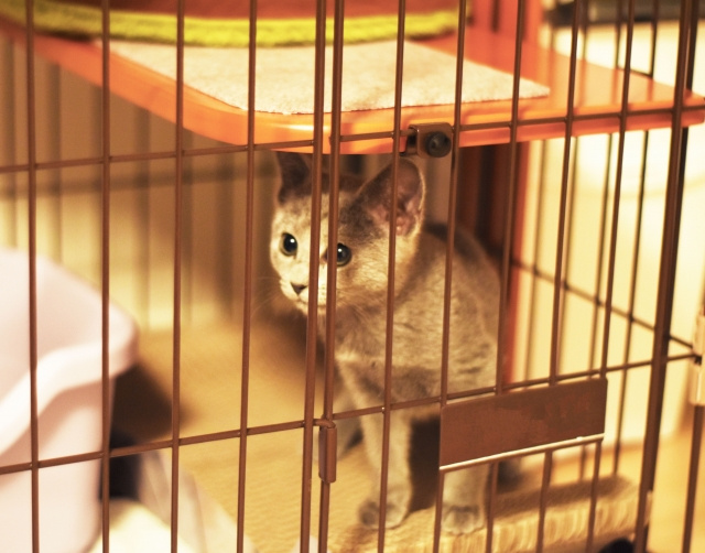 久留米市の保護犬・保護猫情報はネットでチェックできる！保護施設と保護団体を紹介の画像