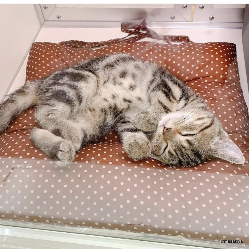 気に入ったお部屋はお早めにm(_ _)mの画像