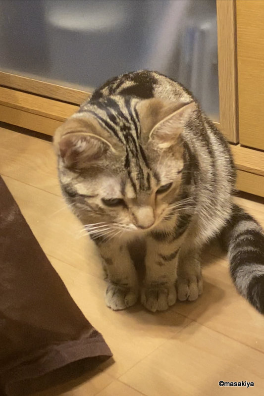 初めての炭酸水の画像