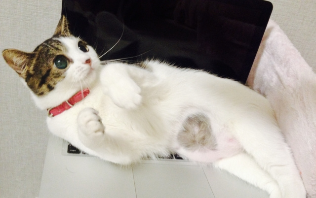 猫を飼っている飼い主あるある ①の画像