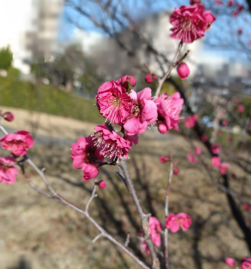 建国記念の日の画像