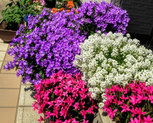 戸田市でおすすめの花屋さん2選！ガーデニングのことなら気軽に相談してみよう