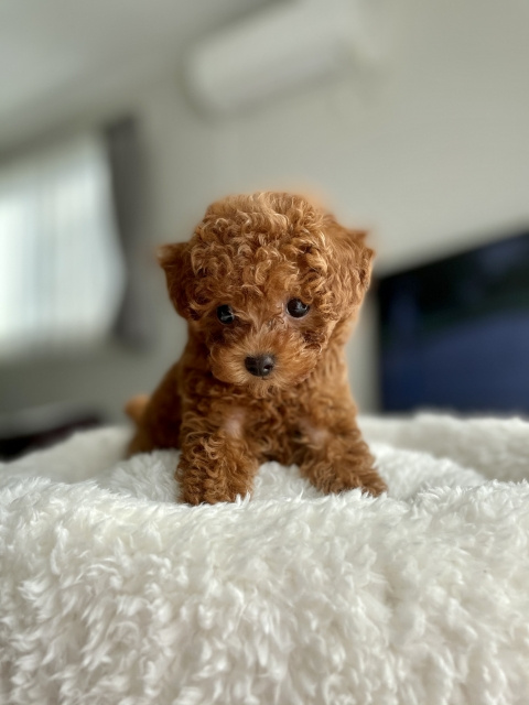 犬を飼っている飼い主あるある①の画像