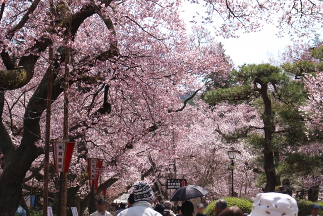 伊那市にある観光名所「高遠城址公園」の基本情報と見どころを解説！の画像