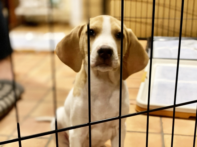 神戸市灘区周辺にておこなわれている保護犬の譲渡情報の画像