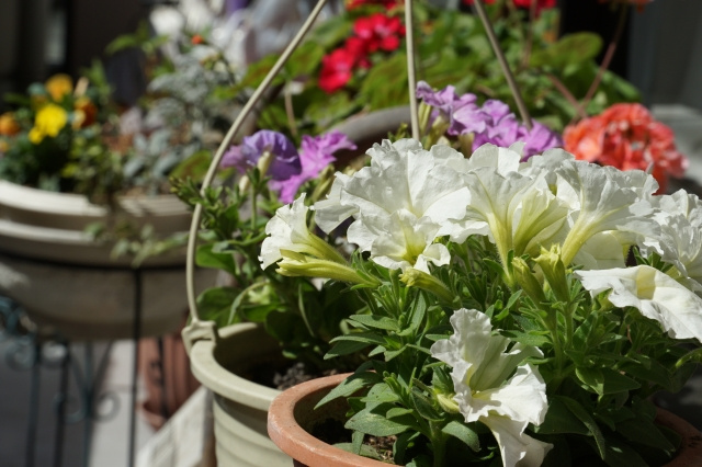 鴻巣市でガーデニングをしたいなら？おすすめのお花屋さんを紹介！！の画像