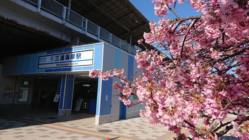 河津桜満開の画像