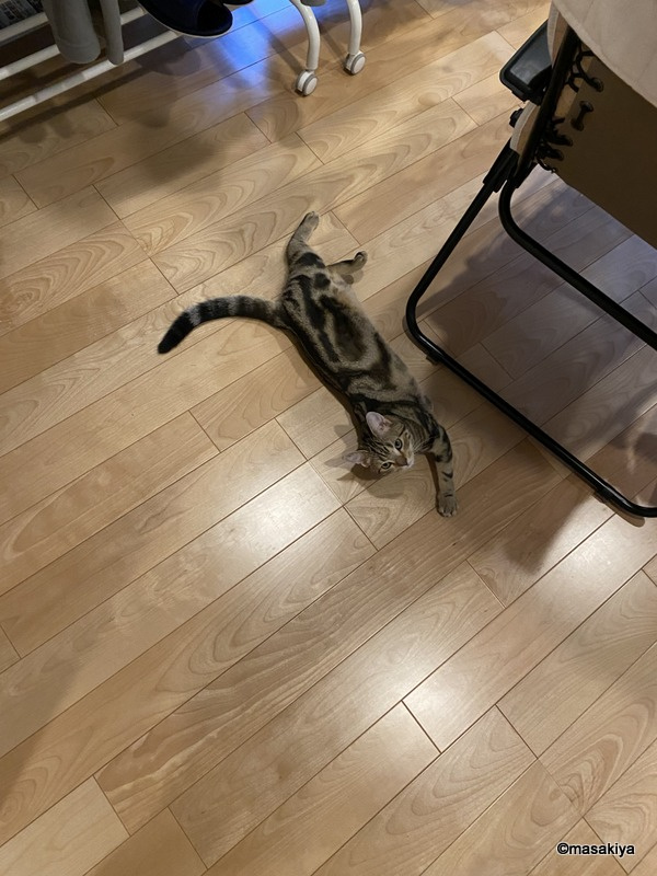 ヒマの画像