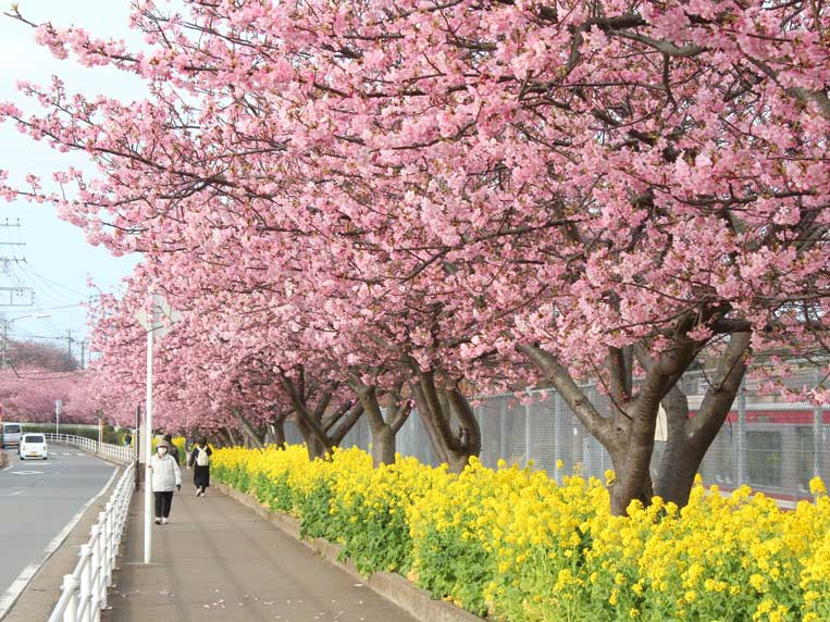 河津桜♪♪の画像