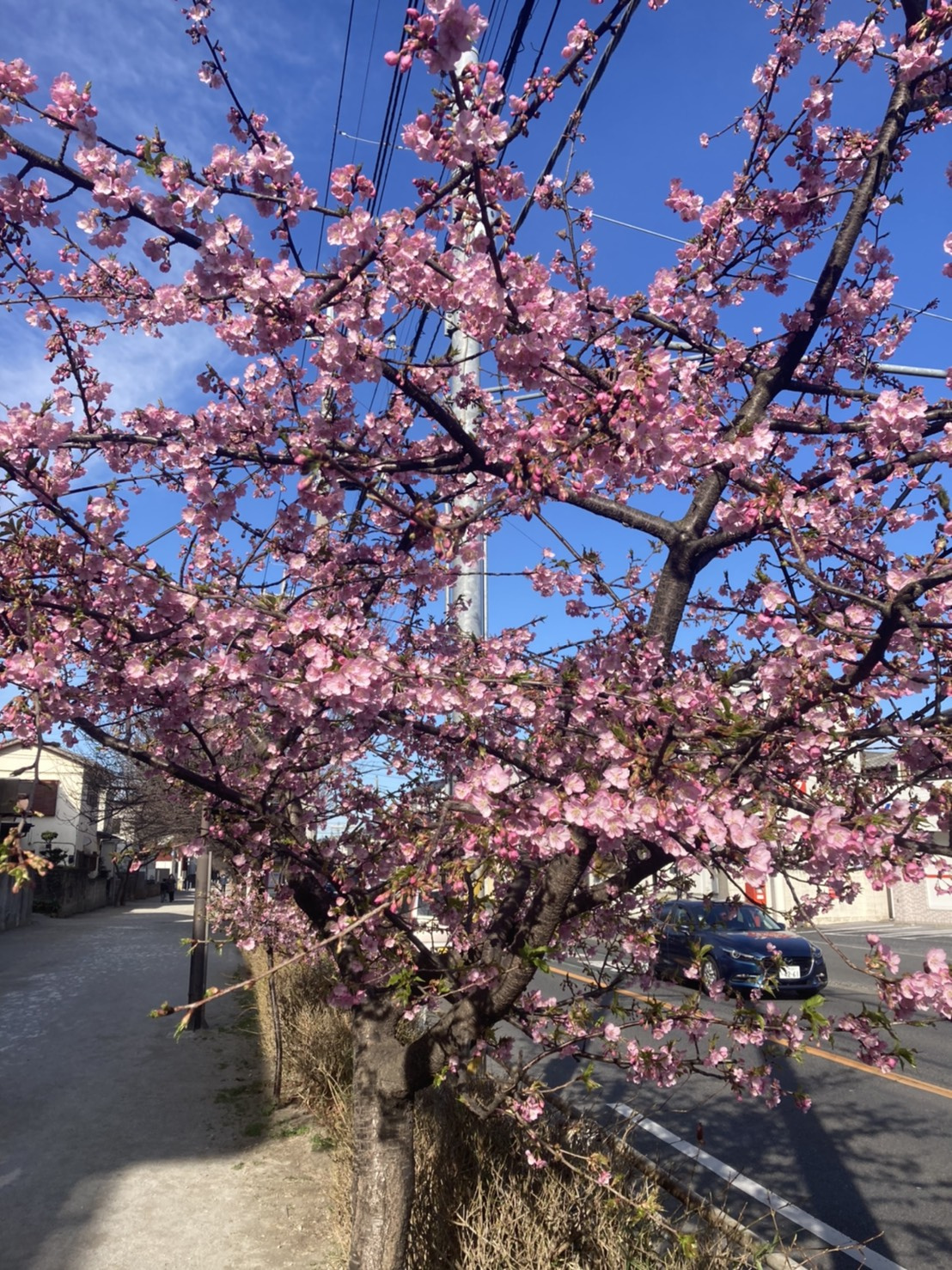 今日のマラソン道路の画像