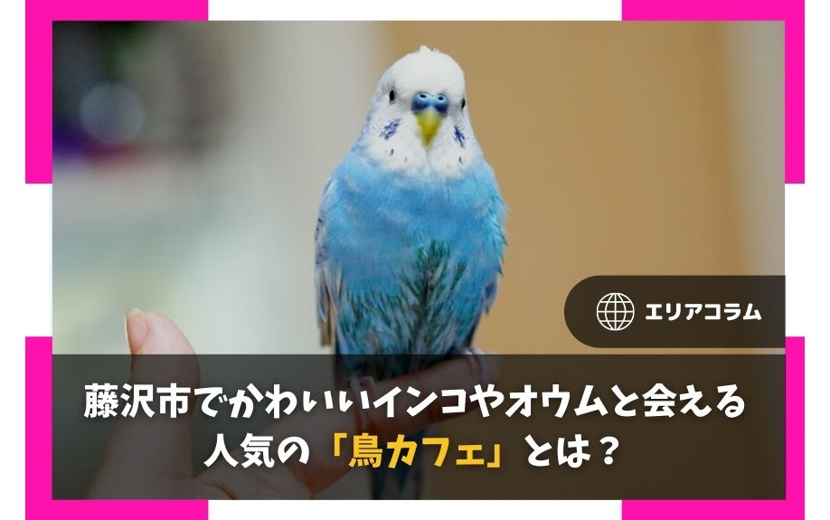 藤沢市で触れ合えるかわいいインコがいる鳥カフェとは？の画像